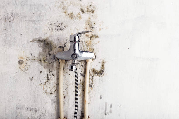 Best Same-Day Mold Removal  in Loyalhanna, PA
