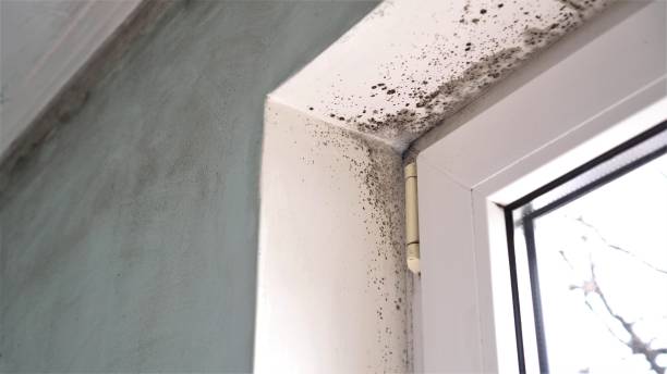 Best Mold Damage Repair  in Loyalhanna, PA