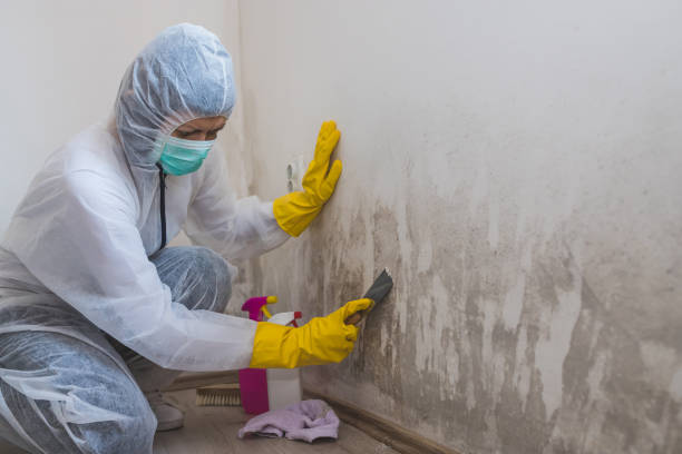 Best Residential Mold Removal  in Loyalhanna, PA
