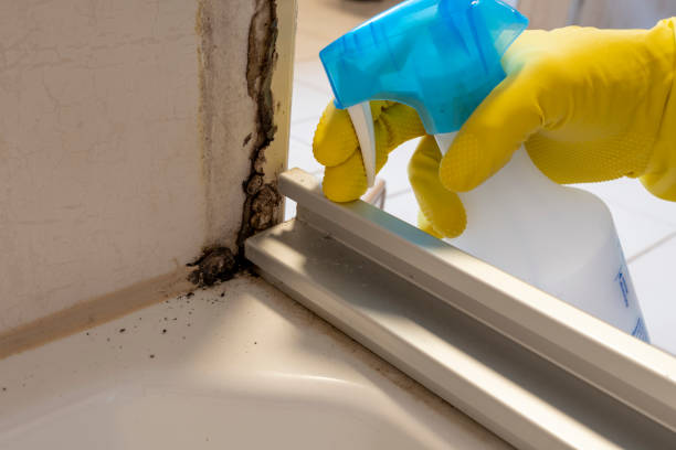 Best Certified Mold Removal  in Loyalhanna, PA