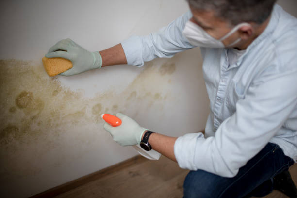 Best Mold Testing  in Loyalhanna, PA