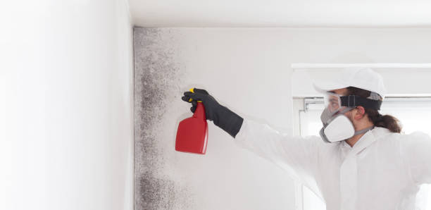 Best Fast Mold Removal  in Loyalhanna, PA