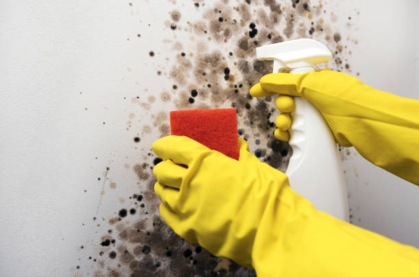 Best Toxic Mold Removal  in Loyalhanna, PA