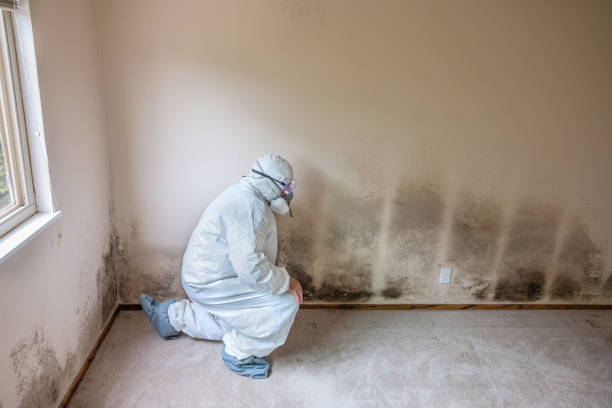 Best Black Mold Removal  in Loyalhanna, PA