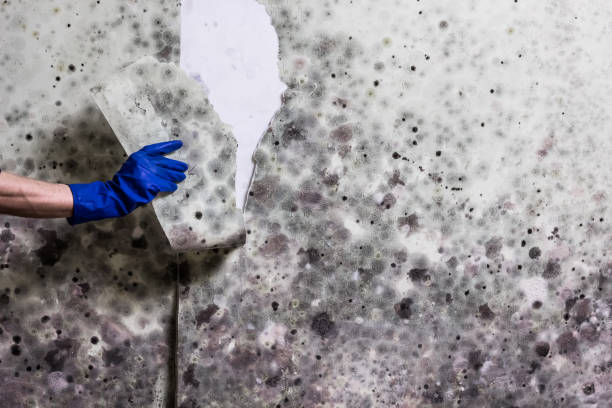 Best Mold Testing and Removal  in Loyalhanna, PA