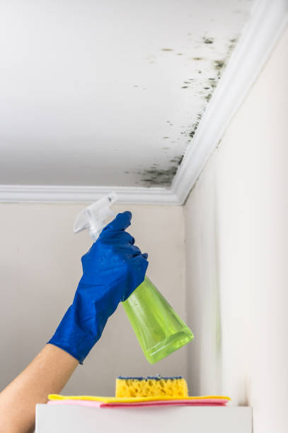 Best Mold Inspection  in Loyalhanna, PA